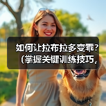 如何让拉布拉多变乖?(掌握关键训练技巧,提升拉布拉多的性和听从性)(图4) 如何让拉布拉多变乖?(掌握关键训练技巧,提升拉布拉多的性和听从性)(图4)