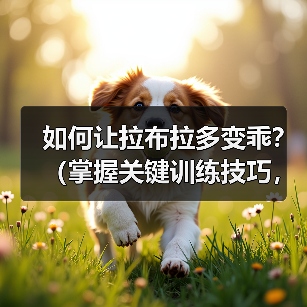 如何让拉布拉多变乖?(掌握关键训练技巧,提升拉布拉多的性和听从性)(图2) 如何让拉布拉多变乖?(掌握关键训练技巧,提升拉布拉多的性和听从性)(图2)
