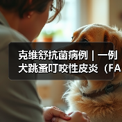克维舒抗菌病例 | 一例犬跳蚤叮咬性皮炎(FAD)的病例分析(图3) 克维舒抗菌病例 | 一例犬跳蚤叮咬性皮炎(FAD)的病例分析(图3)