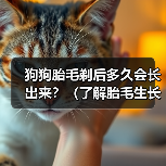 狗狗胎毛剃后多久会长出来?(了解胎毛生长周期和影响因素,助你更好地照顾宠物)(图4) 狗狗胎毛剃后多久会长出来?(了解胎毛生长周期和影响因素,助你更好地照顾宠物)(图4)