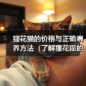 狸花猫的价格与正确喂养方法（了解狸花猫的市场价格及喂养要点）
