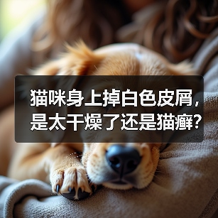 猫咪身上掉白色皮屑,是太干燥了还是猫癣?(图4) 猫咪身上掉白色皮屑,是太干燥了还是猫癣?(图4)