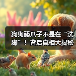 狗狗舔爪子不是在“洗脚”!背后真相大揭秘(图1) 狗狗舔爪子不是在“洗脚”!背后真相大揭秘(图1)