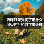 猫咪打架受伤了用什么消炎药?如何正确处理伤口?(图3) 猫咪打架受伤了用什么消炎药?如何正确处理伤口?(图3)