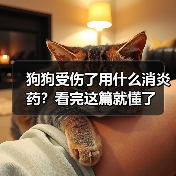 狗狗受伤了用什么消炎药?看完这篇就懂了(图1) 狗狗受伤了用什么消炎药?看完这篇就懂了(图1)