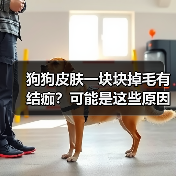 狗狗皮肤一块块掉毛有结痂?可能是这些原因在作祟!(图2) 狗狗皮肤一块块掉毛有结痂?可能是这些原因在作祟!(图2)