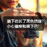 猫下巴长了黑色结痂?小心猫癣和黑下巴!(图2) 猫下巴长了黑色结痂?小心猫癣和黑下巴!(图2)