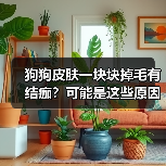 狗狗皮肤一块块掉毛有结痂?可能是这些原因在作祟!(图1) 狗狗皮肤一块块掉毛有结痂?可能是这些原因在作祟!(图1)