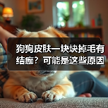 狗狗皮肤一块块掉毛有结痂?可能是这些原因在作祟!(图4) 狗狗皮肤一块块掉毛有结痂?可能是这些原因在作祟!(图4)