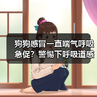 狗狗感冒一直喘气呼吸急促?警惕下呼吸道感染!(图1) 狗狗感冒一直喘气呼吸急促?警惕下呼吸道感染!(图1)