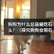 狗狗为什么总是爱吃石头?(探究狗狗食用石头的原因及解决方法)(图3) 狗狗为什么总是爱吃石头?(探究狗狗食用石头的原因及解决方法)(图3)