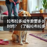 拉布拉多成年需要多长时间?(了解拉布拉多成年的关键阶段和发展时间表)(图4) 拉布拉多成年需要多长时间?(了解拉布拉多成年的关键阶段和发展时间表)(图4)