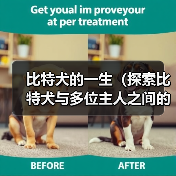 比特犬的一生(探索比特犬与多位主人之间的情感纽带)(图2) 比特犬的一生(探索比特犬与多位主人之间的情感纽带)(图2)