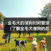 金毛犬的遛狗时间管理(了解金毛犬遛狗的最佳时间和时长)(图3) 金毛犬的遛狗时间管理(了解金毛犬遛狗的最佳时间和时长)(图3)