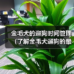 金毛犬的遛狗时间管理(了解金毛犬遛狗的最佳时间和时长)(图2) 金毛犬的遛狗时间管理(了解金毛犬遛狗的最佳时间和时长)(图2)