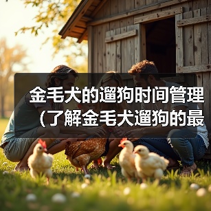 金毛犬的遛狗时间管理(了解金毛犬遛狗的最佳时间和时长)(图1) 金毛犬的遛狗时间管理(了解金毛犬遛狗的最佳时间和时长)(图1)
