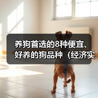 养狗首选的8种便宜、好养的狗品种（经济实惠又容易照顾，你更喜欢哪种？）（图1）