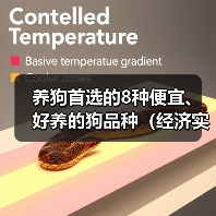养狗首选的8种便宜、好养的狗品种（经济实惠又容易照顾，你更喜欢哪种？）（图4）