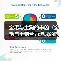 金毛与土狗的串凶(金毛与土狗合力造成的问题及解决方法)(图2) 金毛与土狗的串凶(金毛与土狗合力造成的问题及解决方法)(图2)
