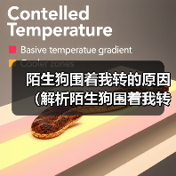 陌生狗围着我转的原因（解析陌生狗围着我转的行为及意义）