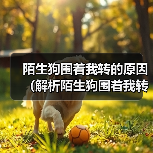 陌生狗围着我转的原因（解析陌生狗围着我转的行为及意义）（图3）