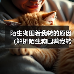 陌生狗围着我转的原因（解析陌生狗围着我转的行为及意义）（图2）