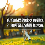 狗狗感冒的症状有哪些?如何区分感冒和犬瘟热?(图3) 狗狗感冒的症状有哪些?如何区分感冒和犬瘟热?(图3)