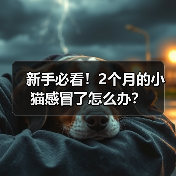 新手必看!2个月的小猫感冒了怎么办?(图4) 新手必看!2个月的小猫感冒了怎么办?(图4)