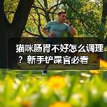猫咪肠胃不好怎么调理?新手铲屎官必看(图4) 猫咪肠胃不好怎么调理?新手铲屎官必看(图4)