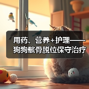 用药、营养+护理——狗狗髌骨脱位保守治疗要点分享(图1) 用药、营养+护理——狗狗髌骨脱位保守治疗要点分享(图1)