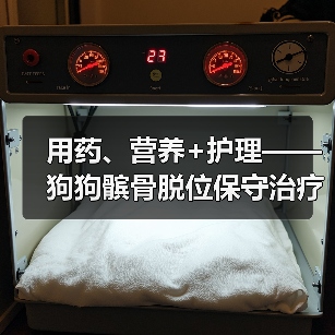 用药、营养+护理——狗狗髌骨脱位保守治疗要点分享(图2) 用药、营养+护理——狗狗髌骨脱位保守治疗要点分享(图2)