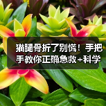 猫腿骨折了别慌!手把手教你正确急救+科学护理(图1) 猫腿骨折了别慌!手把手教你正确急救+科学护理(图1)