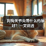 狗狗关节炎用什么药最好?一文讲透(图1) 狗狗关节炎用什么药最好?一文讲透(图1)