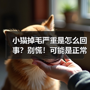 小猫掉毛严重是怎么回事?别慌!可能是正常的生理现象(图2) 小猫掉毛严重是怎么回事?别慌!可能是正常的生理现象(图2)