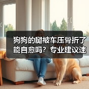 狗狗的腿被车压骨折了能自愈吗?专业建议速看(图1) 狗狗的腿被车压骨折了能自愈吗?专业建议速看(图1)