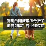 狗狗的腿被车压骨折了能自愈吗?专业建议速看(图4) 狗狗的腿被车压骨折了能自愈吗?专业建议速看(图4)
