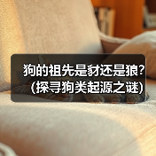狗的祖先是豺还是狼？（探寻狗类起源之谜）（图2）