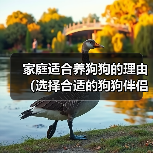 家庭适合养狗狗的理由(选择合适的狗狗伴侣,给家庭带来无尽的快乐)(图2) 家庭适合养狗狗的理由(选择合适的狗狗伴侣,给家庭带来无尽的快乐)(图2)