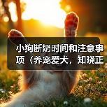 小狗断奶时间和注意事项(养宠爱犬,知晓正确的小狗断奶时间和方法)(图3) 小狗断奶时间和注意事项(养宠爱犬,知晓正确的小狗断奶时间和方法)(图3)