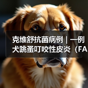 克维舒抗菌病例 | 一例犬跳蚤叮咬性皮炎(FAD)的病例分析(图2) 克维舒抗菌病例 | 一例犬跳蚤叮咬性皮炎(FAD)的病例分析(图2)