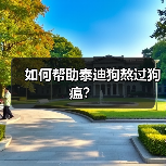 如何帮助泰迪狗熬过狗瘟?(图4) 如何帮助泰迪狗熬过狗瘟?(图4)