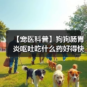 【宠医科普】狗狗肠胃炎呕吐吃什么药好得快?(图1) 【宠医科普】狗狗肠胃炎呕吐吃什么药好得快?(图1)