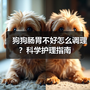 狗狗肠胃不好怎么调理?科学护理指南(图4) 狗狗肠胃不好怎么调理?科学护理指南(图4)