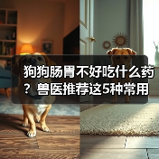 狗狗肠胃不好吃什么药?兽医推荐这5种常用药(图2) 狗狗肠胃不好吃什么药?兽医推荐这5种常用药(图2)