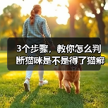 3个步骤,教你怎么判断猫咪是不是得了猫癣!(图2) 3个步骤,教你怎么判断猫咪是不是得了猫癣!(图2)