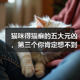 猫咪得猫癣的五大元凶,第三个你肯定想不到!(图3) 猫咪得猫癣的五大元凶,第三个你肯定想不到!(图3)