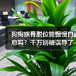 狗狗髌骨脱位能慢慢自愈吗？千万别被误导了！
