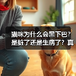 猫咪为什么会黑下巴？是脏了还是生病了？真相大揭秘！