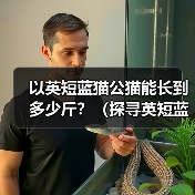 以英短蓝猫公猫能长到多少斤？（探寻英短蓝猫公猫的体重极限及影响因素）（图1）