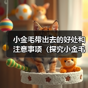 小金毛带出去的好处和注意事项（探究小金毛带出去的益处和必须留心的事项）（图2）